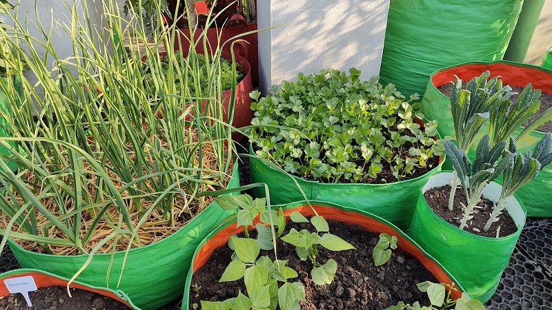 Hdpe Grow Bags Benefits – Plants bags